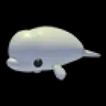 Beluga Whale