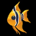 Angelfish