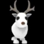 Arctic Reindeer