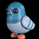Rock Pigeon