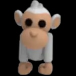 Albino Monkey